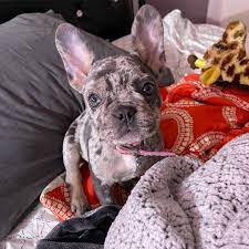 We raise our frenchies in our home and not in a our names are joe and vickie hreha from hollister, mo, hence the name of our website mo (missouri) french bulldogs. French Bulldog Puppies For Sale St Louis Mo 356907