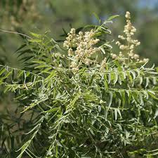 Image result for Sapindus saponaria