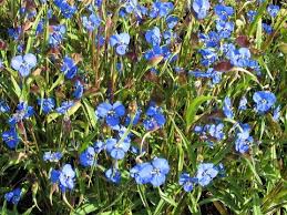 Image result for Commelina reptans