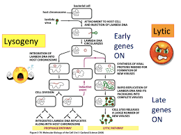 Online mendelian inheritance in man (omim). X Bacteriophage Lambda Diagram Quizlet