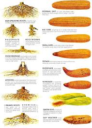 Top Result Plant Nutrient Deficiency Symptoms Chart New 38