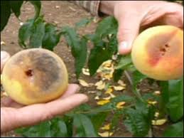 MyNaramata: What's New from www.MyNaramata.com