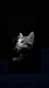 خلفيات ايفون اكس best hd iphone x wallpapers best iphone wallpaper animals