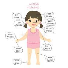 Tiap manusia normal pasti memiliki jari jemari yang lengkap di bagian tangan dan kaki mereka. My Body Parts Bilingual Girl Cartoon Vector Stock Vector Illustration Of Human Concept 112556081