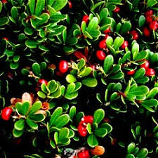 Bearberry (cotoneaster dammeri) is an evergreen ground cover. Bearberry Arctostaphylos Uva Ursi 10g Herbalistics
