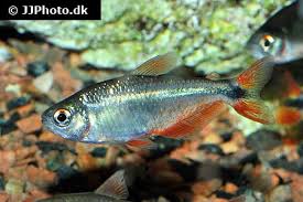 Image result for Tetracera bussei