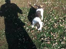 See dog breeds similar to mountain cur. Pitbull For Sale Kentucky