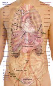 The shoulder is measured from the top of shoulder across the back, seam to seam. Thorax Wikipedia