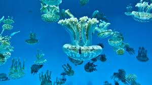 We did not find results for: Big Oceans Acrylic Custom Acrylic Aquariums In St Pete