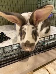 Petco's welcome to the family new pet parent starter guide provides new pet parents substantial benefits with hundreds of dollars worth of coupons. Rabbit For Adoption Bambi A Bunny Rabbit In Norwalk Ct Petfinder