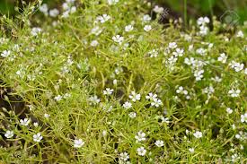 These white 'petals' have a felted texture and are actually bracts surrounding the tiny true flowers clustered in the centre. Tiny White Flowers Of Ornamental Plant Stock Photo Picture And Royalty Free Image Image 127412156