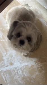 Quien iba a pensar que este perrito llenaria la casa de amor @Natalia...