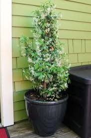 How To Care For A Star Jasmine Vine Jasmine Plant Indoor Jasmine Plant Star Jasmine Vine