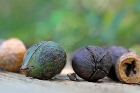 Shagbark hickory trees are not grown exclusively for their nuts. Hickory Firewood Best Firewood