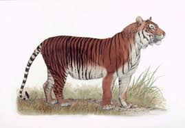 Information And Facts About Tigers And Types Of Tigers And