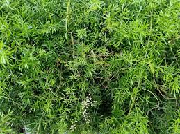 Image result for Asparagus falcatus