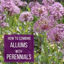 They are also great as cut flowers in arrangements and emit a. How To Combine Alliums With Perennials Longfield Gardens