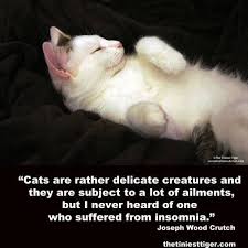 Insomniac Cat Cats Cat Quotes Tiger Conservation