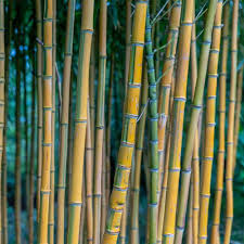 Ty ty nursery's low prices make planting the permanent. Golden Bamboo Hedge Phyllostachys Aurea Best4hedging