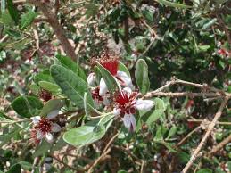 Check spelling or type a new query. Pineapple Guava Needs Another Variety To Cross Pollinate Las Vegas Review Journal