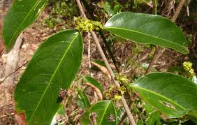 Image result for Salacia madagascariensis