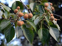 Image result for Aleurites