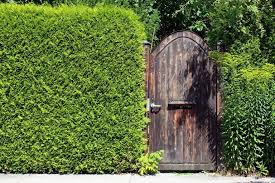 From there, planting is simple. Plants That Screen For Privacy And A Sense Of Seclusion Prescott Enews