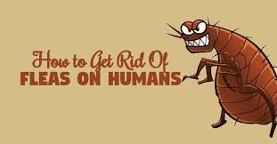How to get rid of fleas in carpet. Best Way Of Treatment To Remove Fleas In Humar Hair A Best Fashion