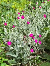 Image result for Hexasepalum sarmentosum