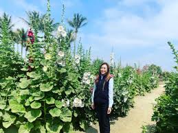 郭貞慧發文要徐巧芯別雙標引本尊回應網友笑留言按讚數「海放」貼文