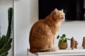 Also meine katze macht seit ca. Katzen Und Pflanzen In Einer Wohnung Geht Das Uberhaupt Craftifair