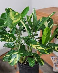 Image result for Ctenanthe