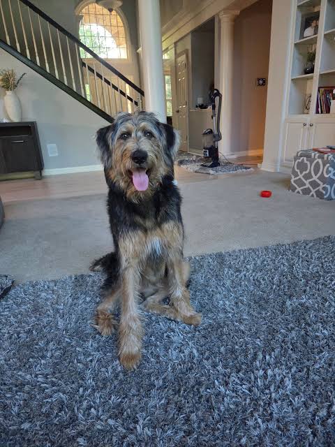 Shepadoodle puppy development at 8 months