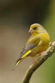 Verdier D Europe Femelle Animaux De Mon Jardin Greenfinch Birds Et Small Birds