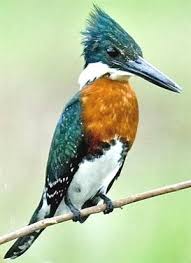 Birds And The Bees Lyrics Talking To Your Child About The Birds And Bees Birds Kingfisher Kingfisher Bird