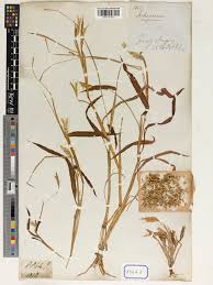 Image result for Ischaemum afrum