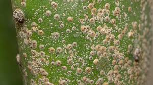 Image result for scale on plant