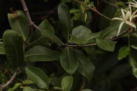 Image result for Ancylobothrys