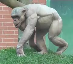 We did not find results for: You Ve Got To See This Rare Hairless Chimpanzee Graphic Video