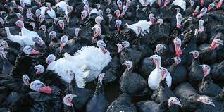 How much turkey to buy per person for thanksgiving. How To Buy The Best Turkey For Thanksgiving 2019
