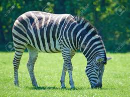 Dec 13, 2019 · plains zebras often have shadow stripes (stripes of a lighter color that occur between the darker stripes). Plains Zebra Eating Grass In Its Habitat Stock Photo Picture And Royalty Free Image Image 97422336