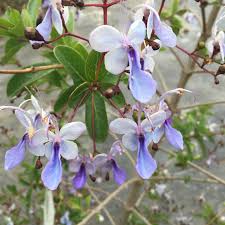 Image result for Clerodendrum
