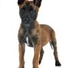 Moreover, the male belgian malinois is looking more beautiful and attractive as compared to a female dog.the coat of these dogs is stable, so they can easily bear the climate changes if they grow outdoors. 3