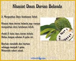 Anda juga boleh mengambil teh durian belanda untuk mengurangkan suhu badan akibat demam. Islamik Info Pergi La Cari Pokok Durian Belanda Facebook