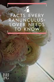 5 Fascinating Facts Every Ranunculus Lover Needs To Know Big Blooms Ranunculus Fall Plants