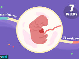 Whatever measurements are give there, that'll be used to work out your due date. 7 Weeks Pregnant Baby Development Symptoms And More