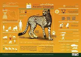 Lovely Cheetah Graphics Informational Chart Endangered Animals Infographic Animal Infographic Asiatic Cheetah