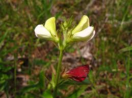 Image result for Tephrosia elata