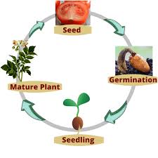 Each seed has a seed coat and an embryo containing tiny leaves, a stem, and roots. Plant Life Cycle For Kids Plant Life Cycle Stages Smartclass4kids