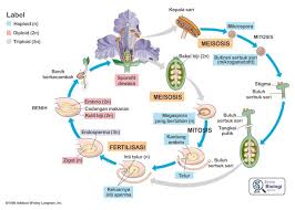 Daur Hidup Tumbuhan Berbiji Tertutup Angiospermae Mitosis Siklus Hidup Tanaman Biologi